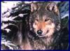 Profile picture for user Lupus